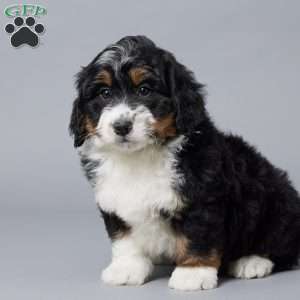 Tucker, Mini Bernedoodle Puppy